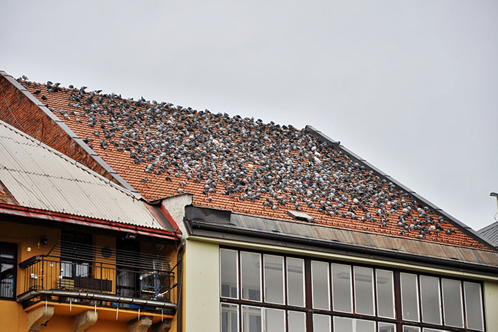 A2B Pest Control are able to install spikes to deter birds from roofs in Holloway. 