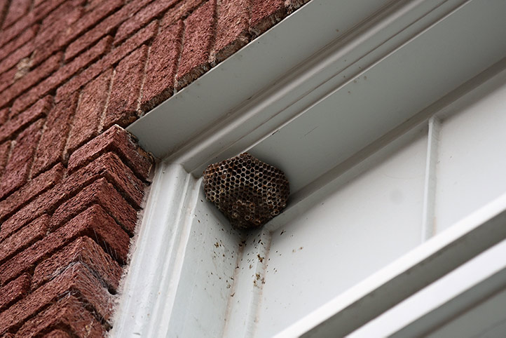 We provide a wasp nest removal service for domestic and commercial properties in Holloway.